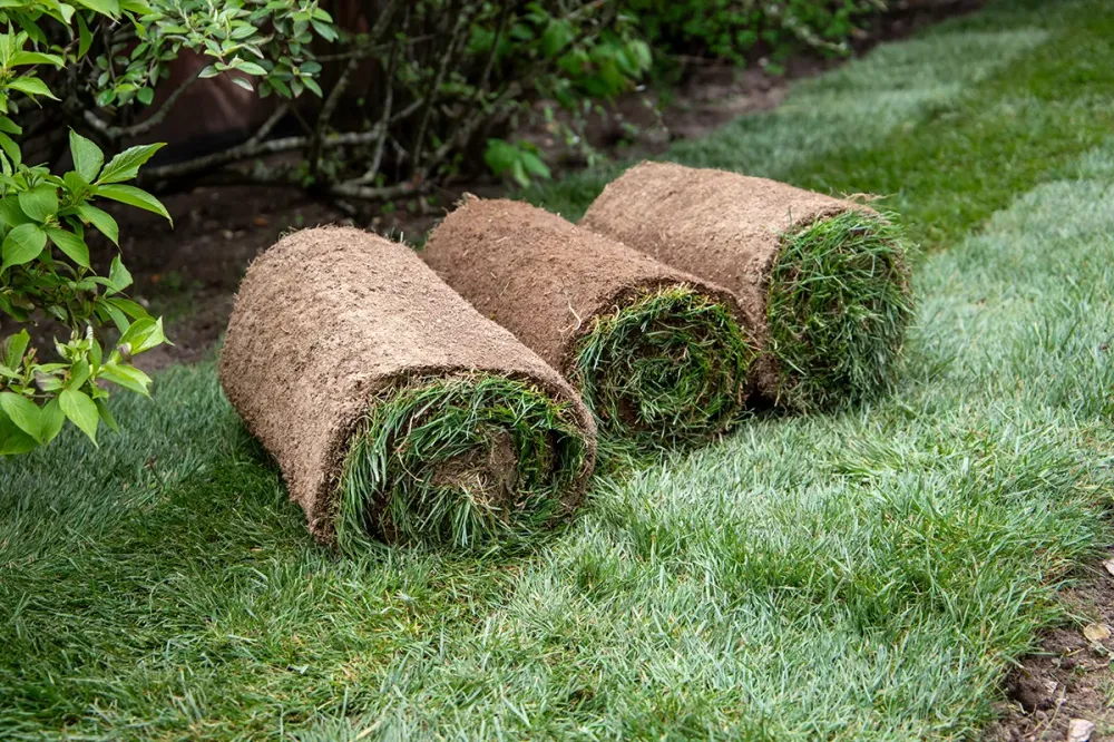 creation jardin (1)