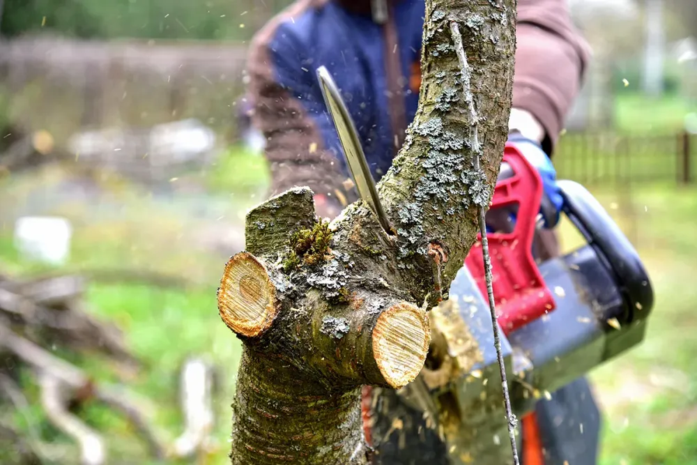 Elagage près de Montluçon